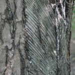 harzgewinnung, kitzbuehel 2003, dr. arkadasch, arteologie