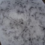 frottage, pitzerstein, pitztal 1999, dr. arkadasch, arteologie