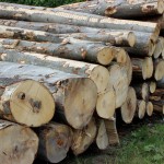 holzwirtschaft kaunertal, 1997, dr. arkadasch, arteologie