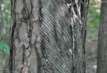 Kitzbühel, Juli - Oktober 2003, Ausgrabungsprotokoll 28/5